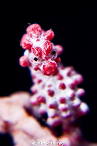 Pygmy seahorse, Seraya Bali, 25 NOV 2011. Fujifilm S5pro,... by Mickle Huang 